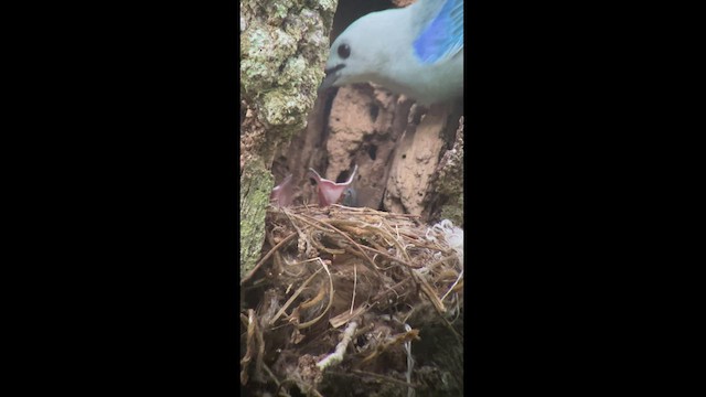 Blue-gray Tanager - ML542968551