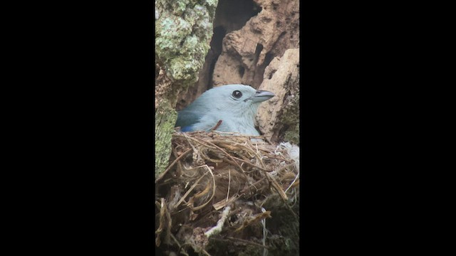 ソライロフウキンチョウ - ML542969541