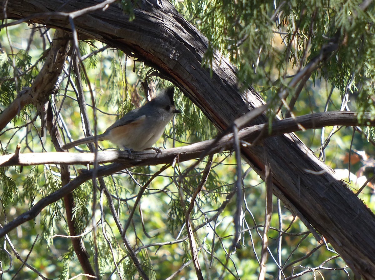 Black-crested Titmouse - ML542969961