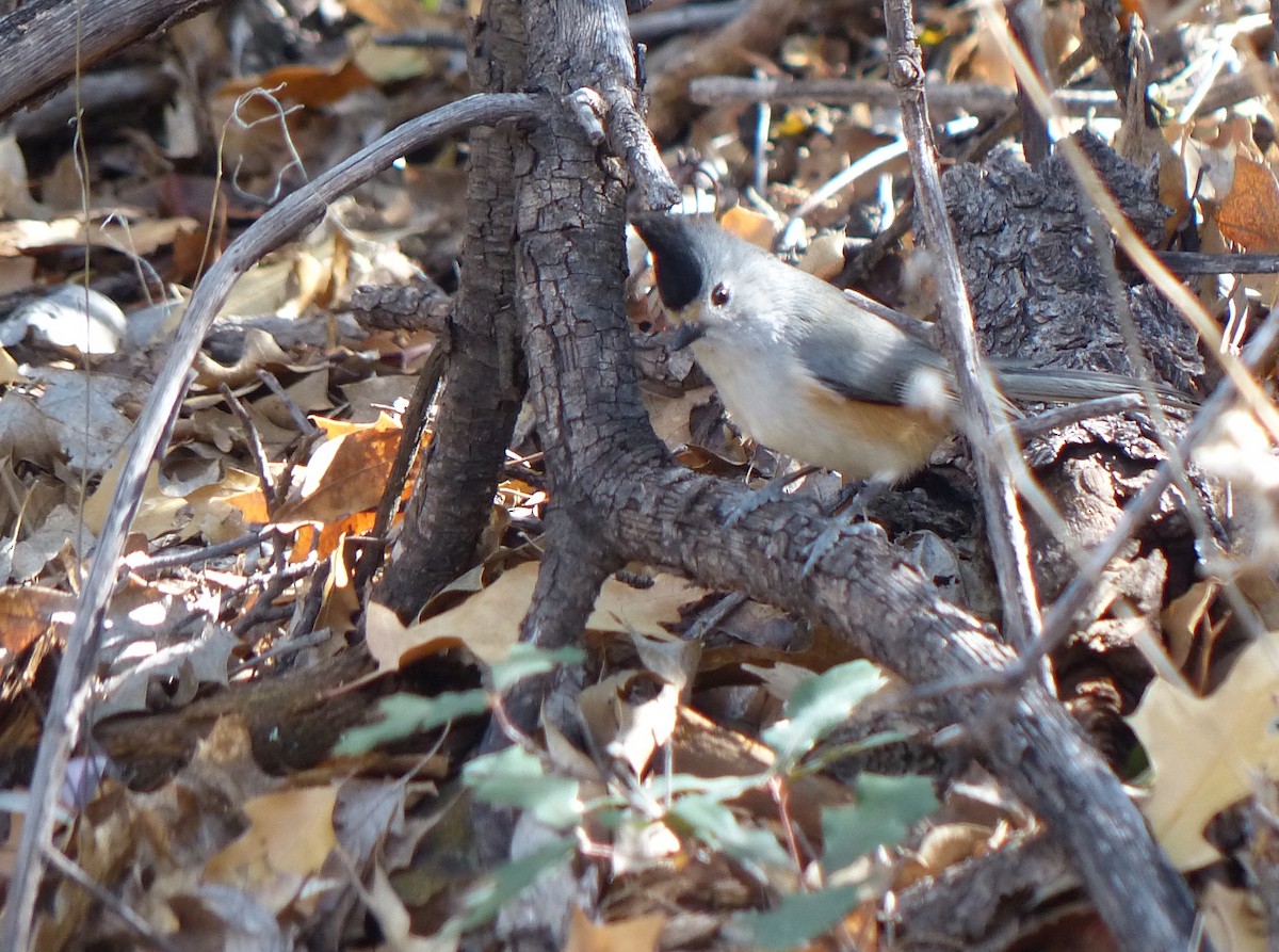 Black-crested Titmouse - ML542969971