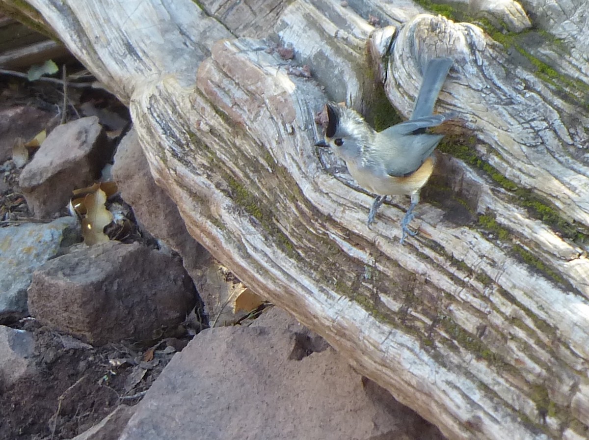 Black-crested Titmouse - ML542969981