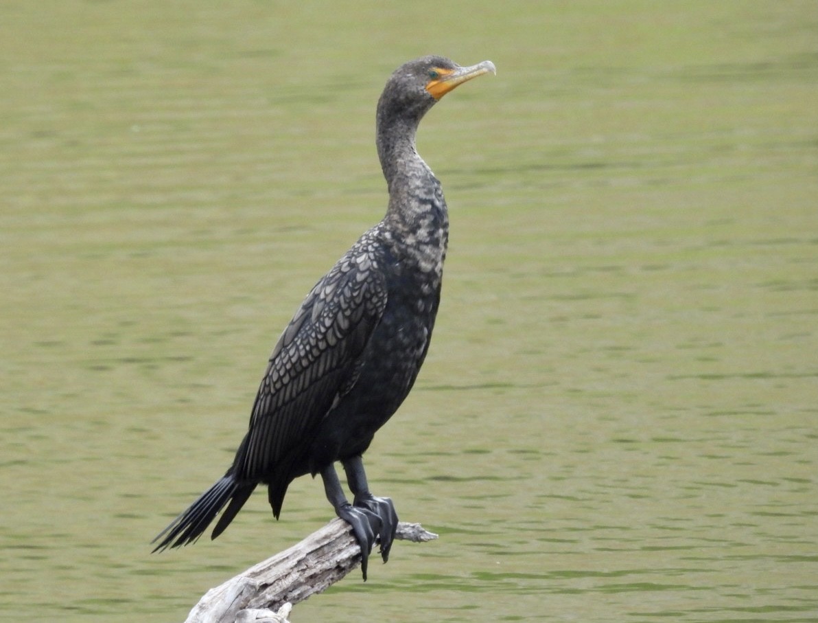 Double-crested Cormorant - ML542971591