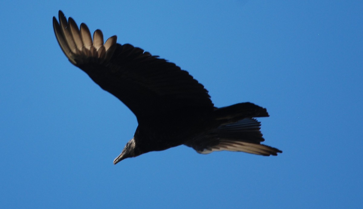 Black Vulture - ML542971811