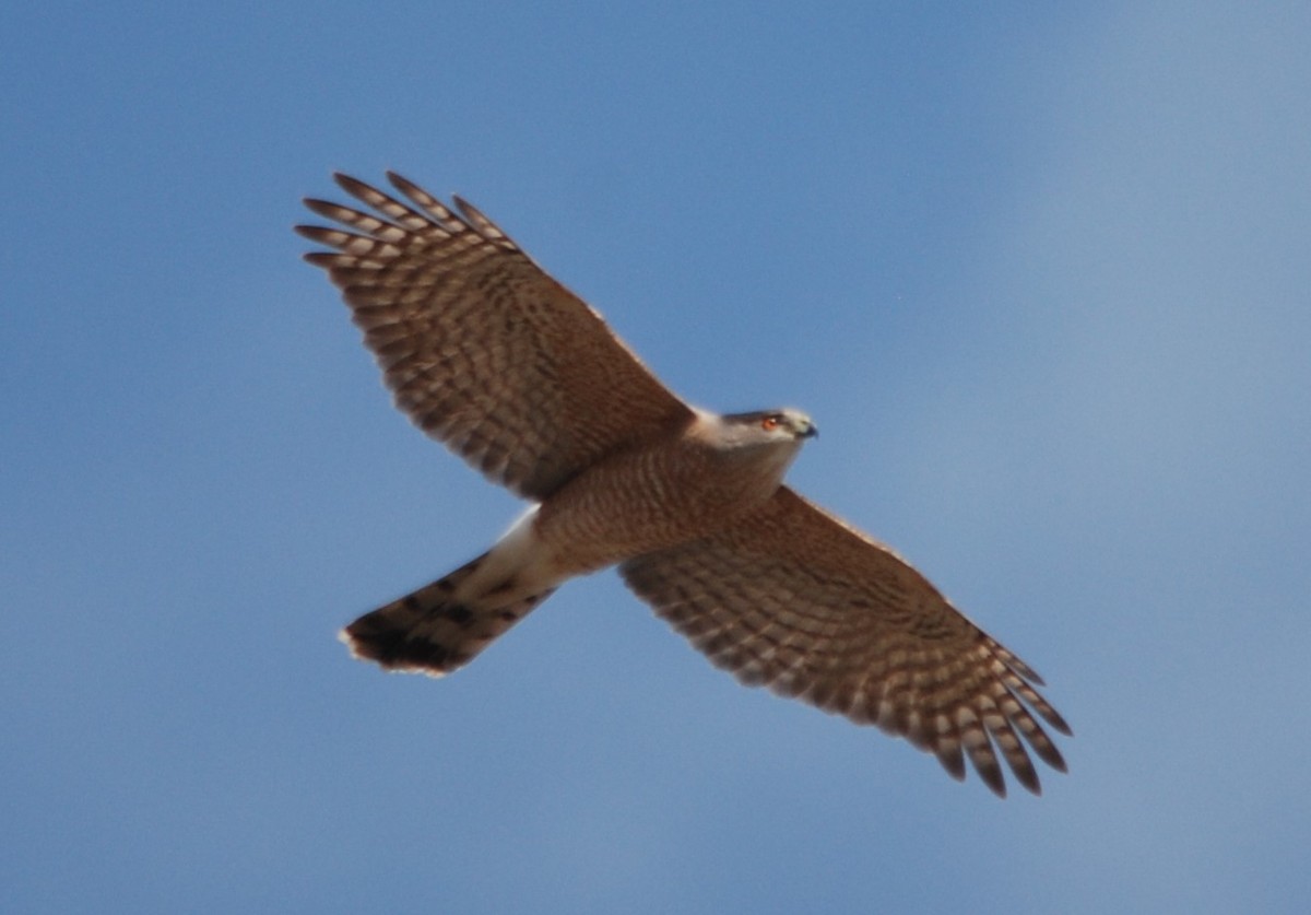 Cooper's Hawk - ML542971871