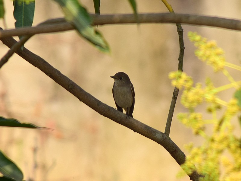 Taiga Flycatcher - ML542972071