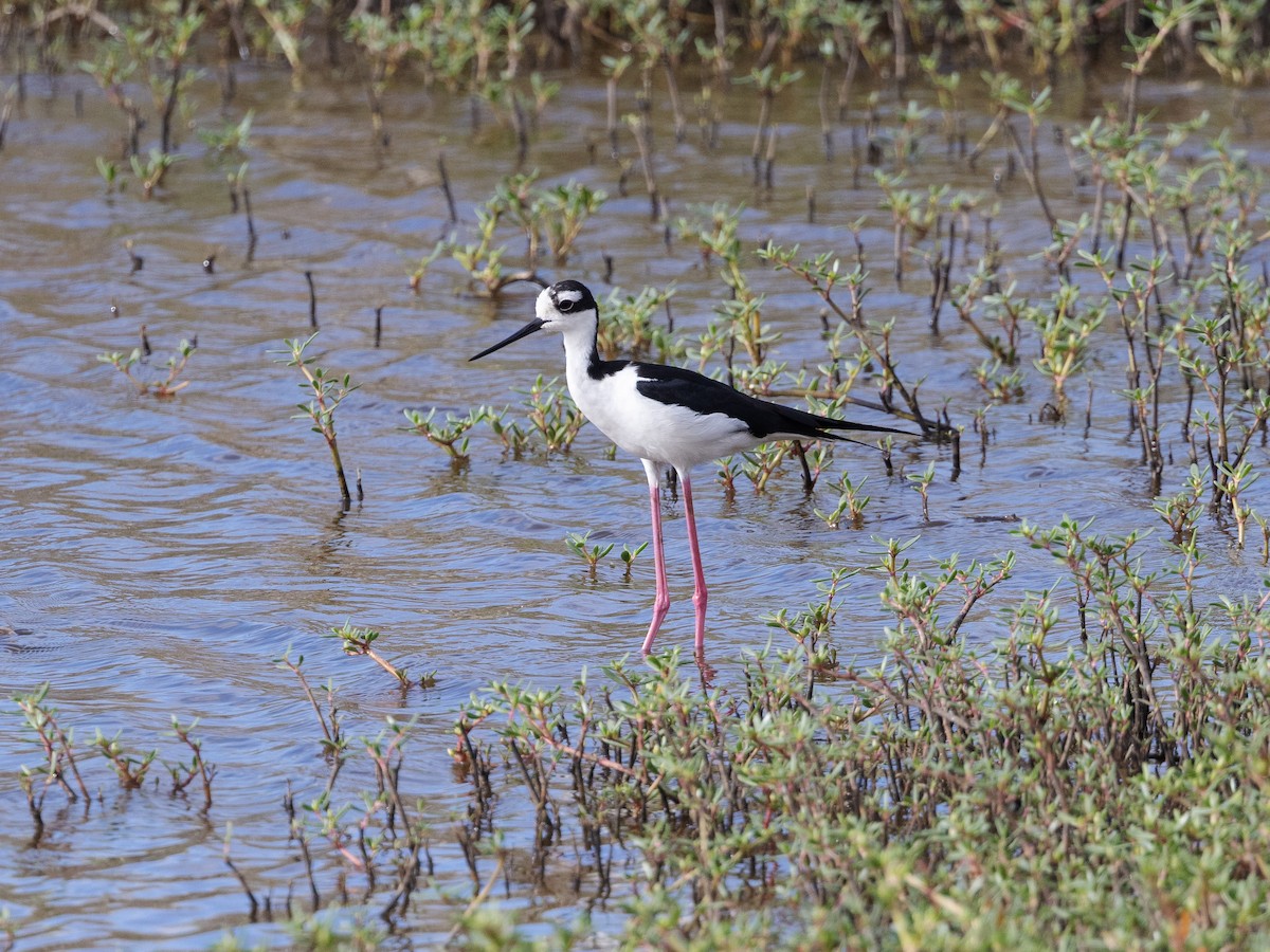 Black-necked Stilt - David and Judy Smith