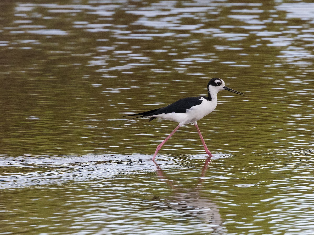 Black-necked Stilt - ML542972701