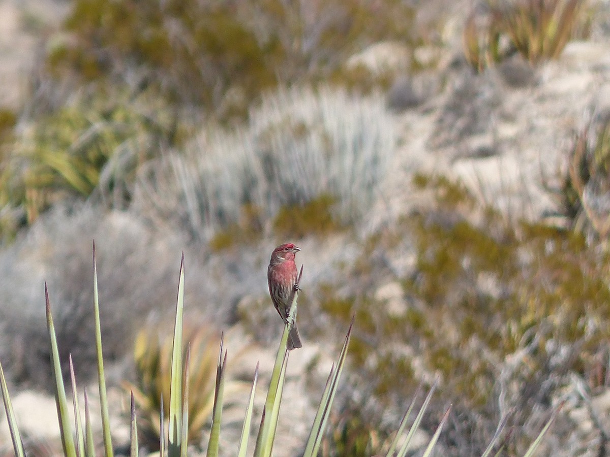 House Finch - ML542972801