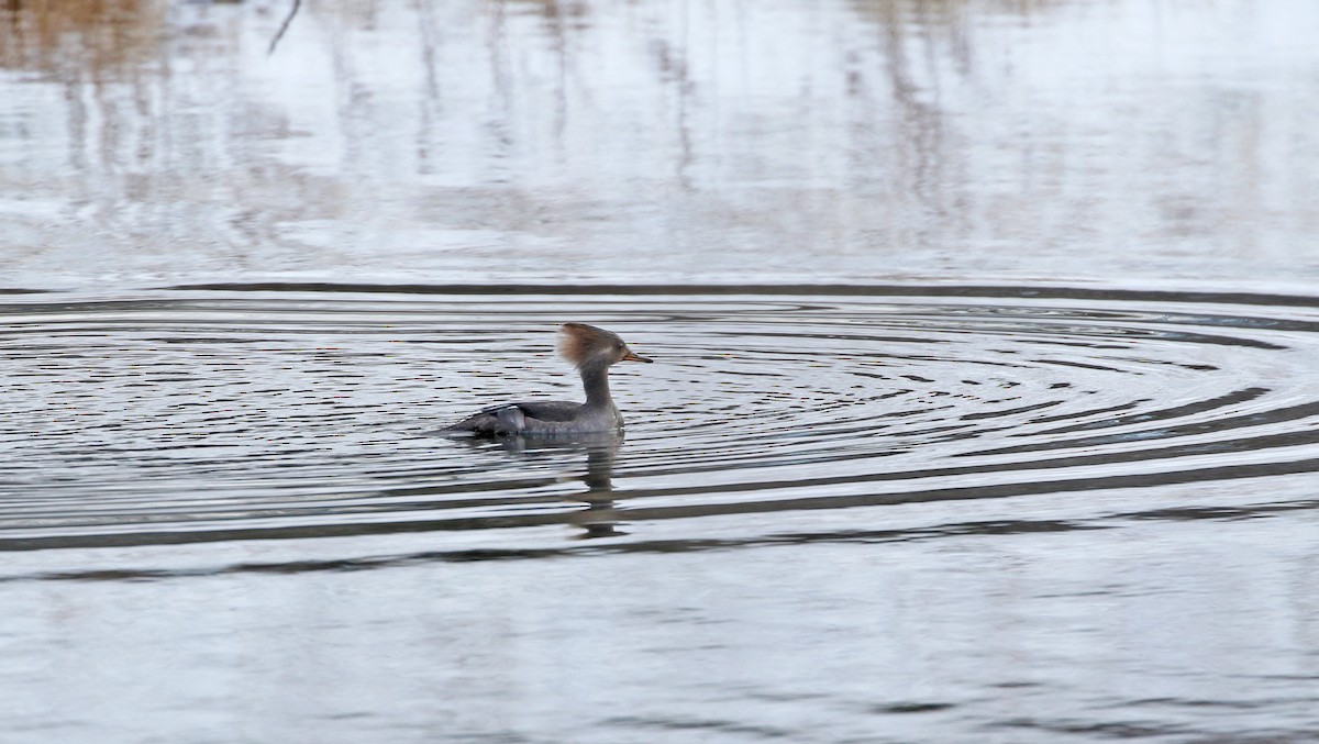 Hooded Merganser - ML542973431