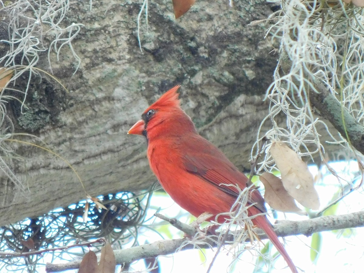 Northern Cardinal - ML542973761