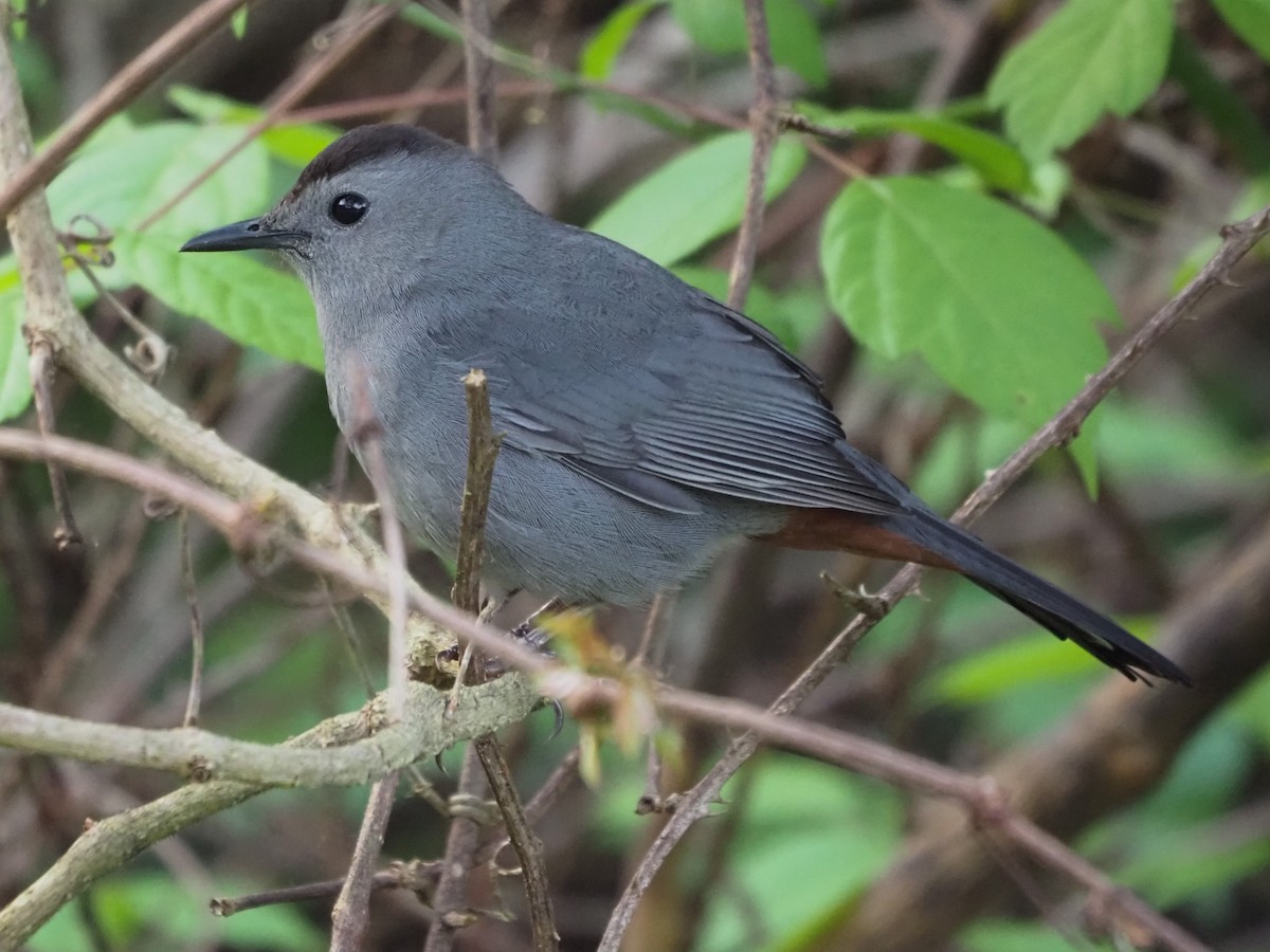 Gray Catbird - ML542973861