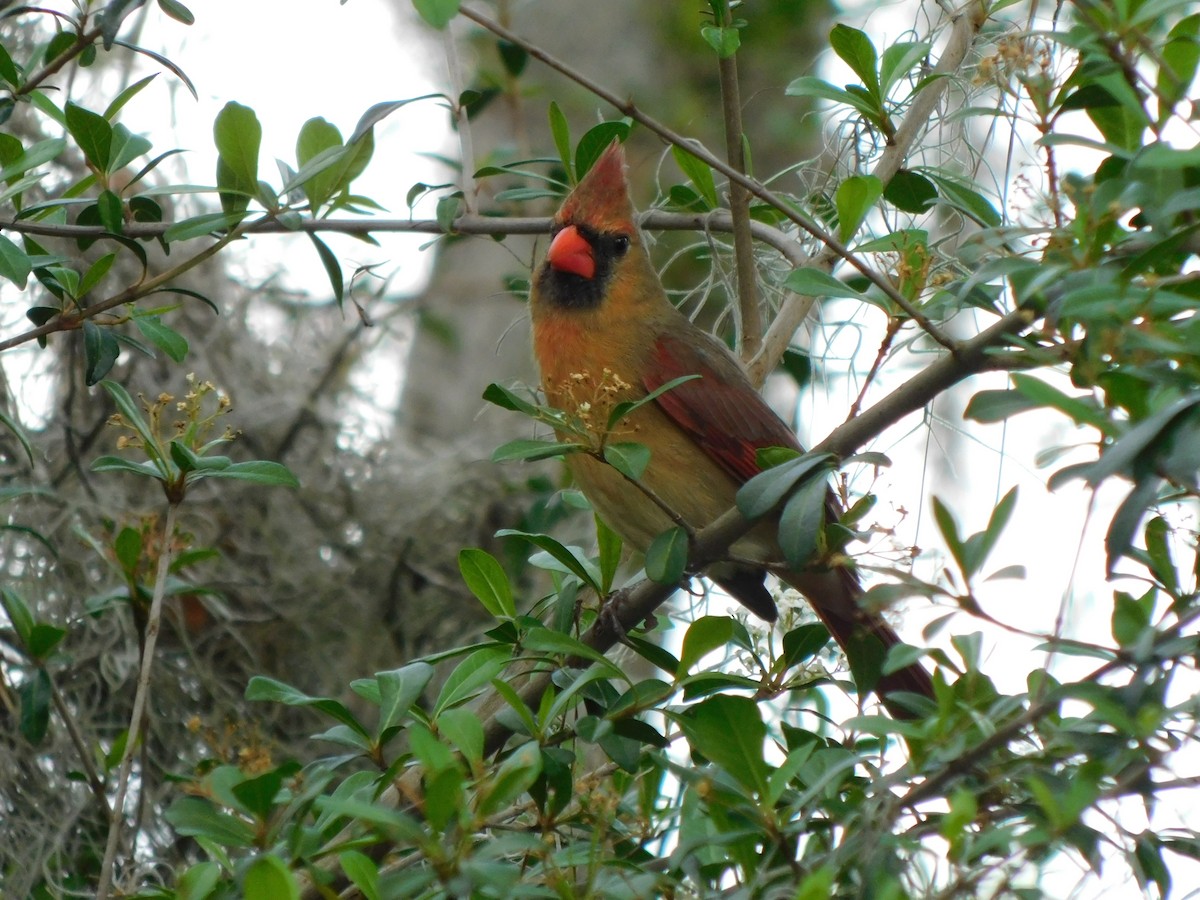 Northern Cardinal - ML542974261