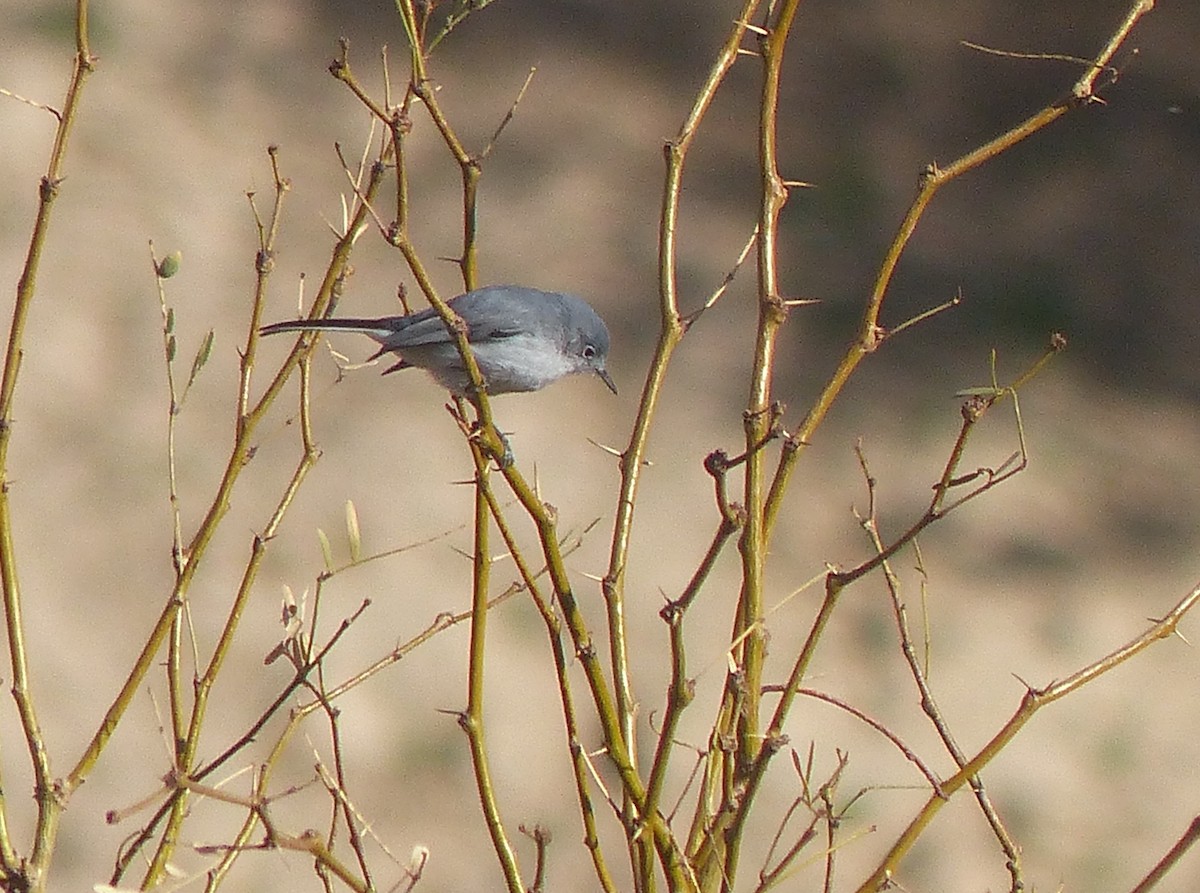 Black-tailed Gnatcatcher - ML542974281