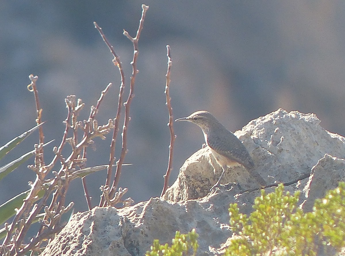 Rock Wren - ML542974331