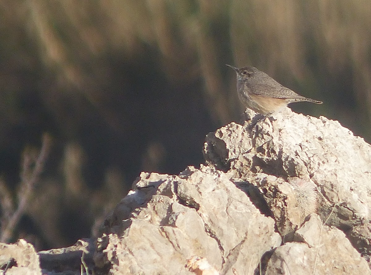 Rock Wren - ML542974341