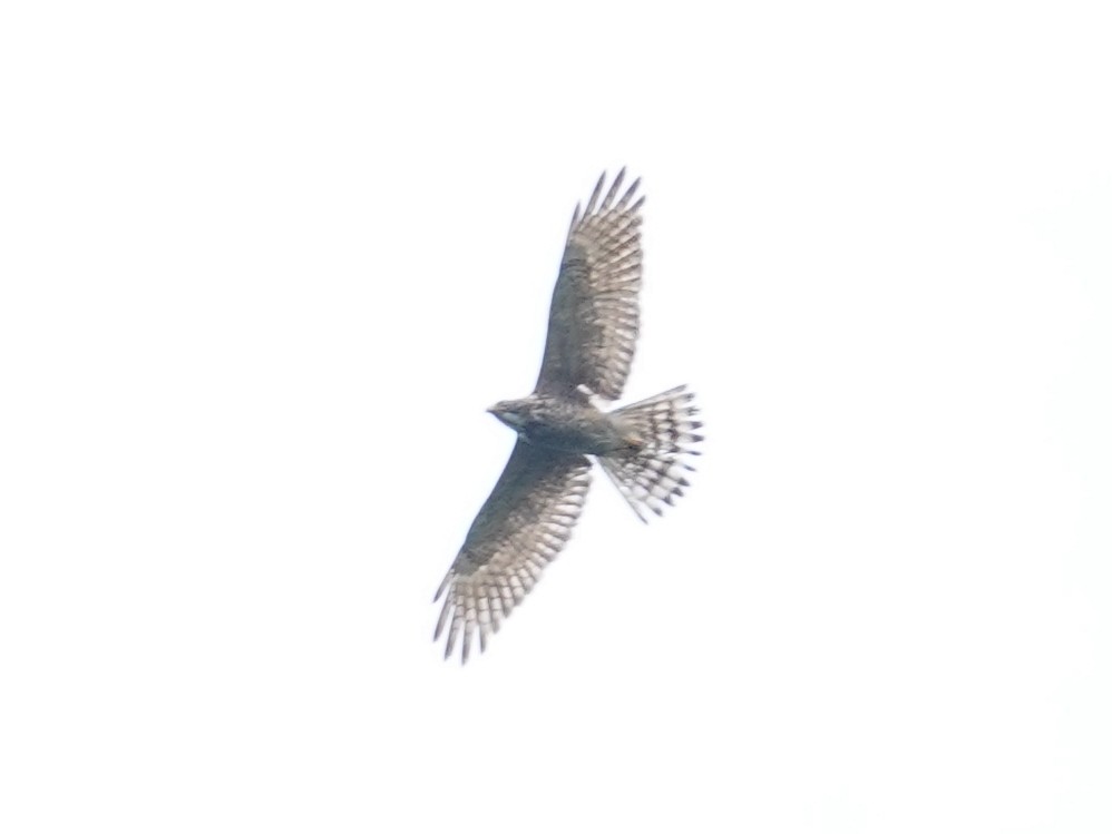 Gray-faced Buzzard - ML542974361