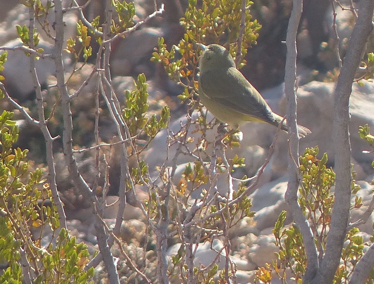 Orange-crowned Warbler - ML542974371