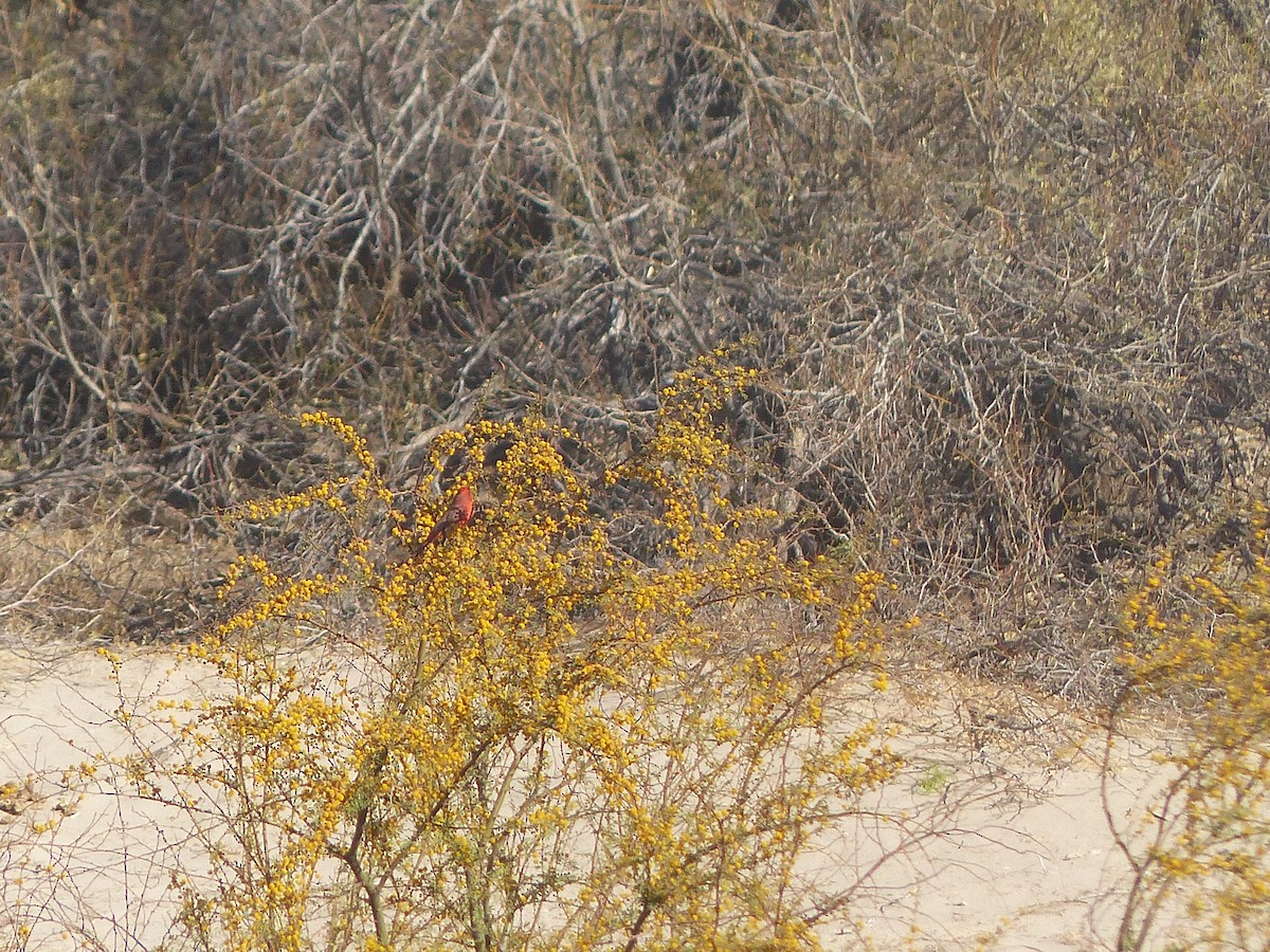 Northern Cardinal - ML542974401