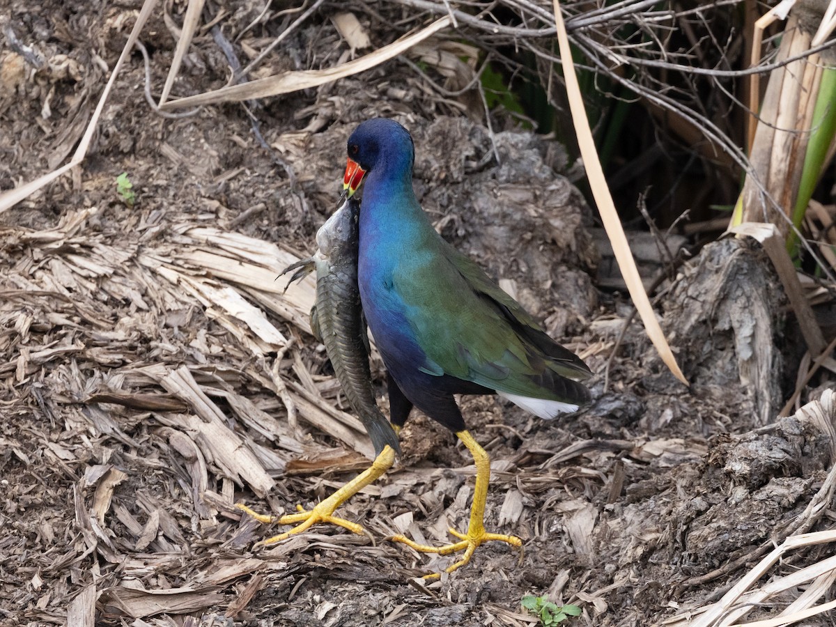 Purple Gallinule - David and Judy Smith