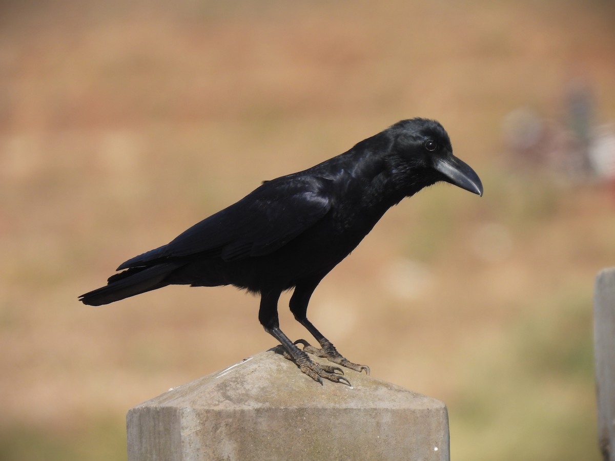 Large-billed Crow - ML542974791