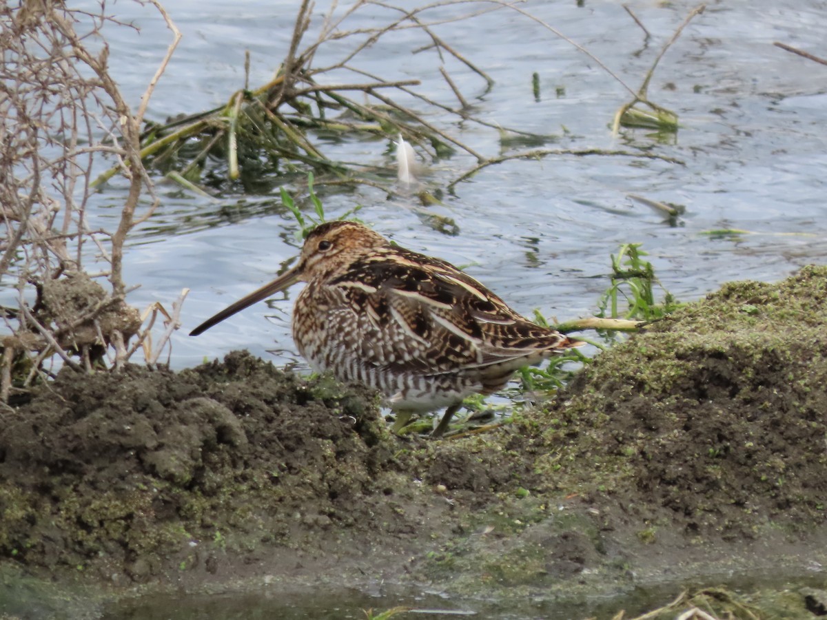 Wilson's Snipe - ML542974881