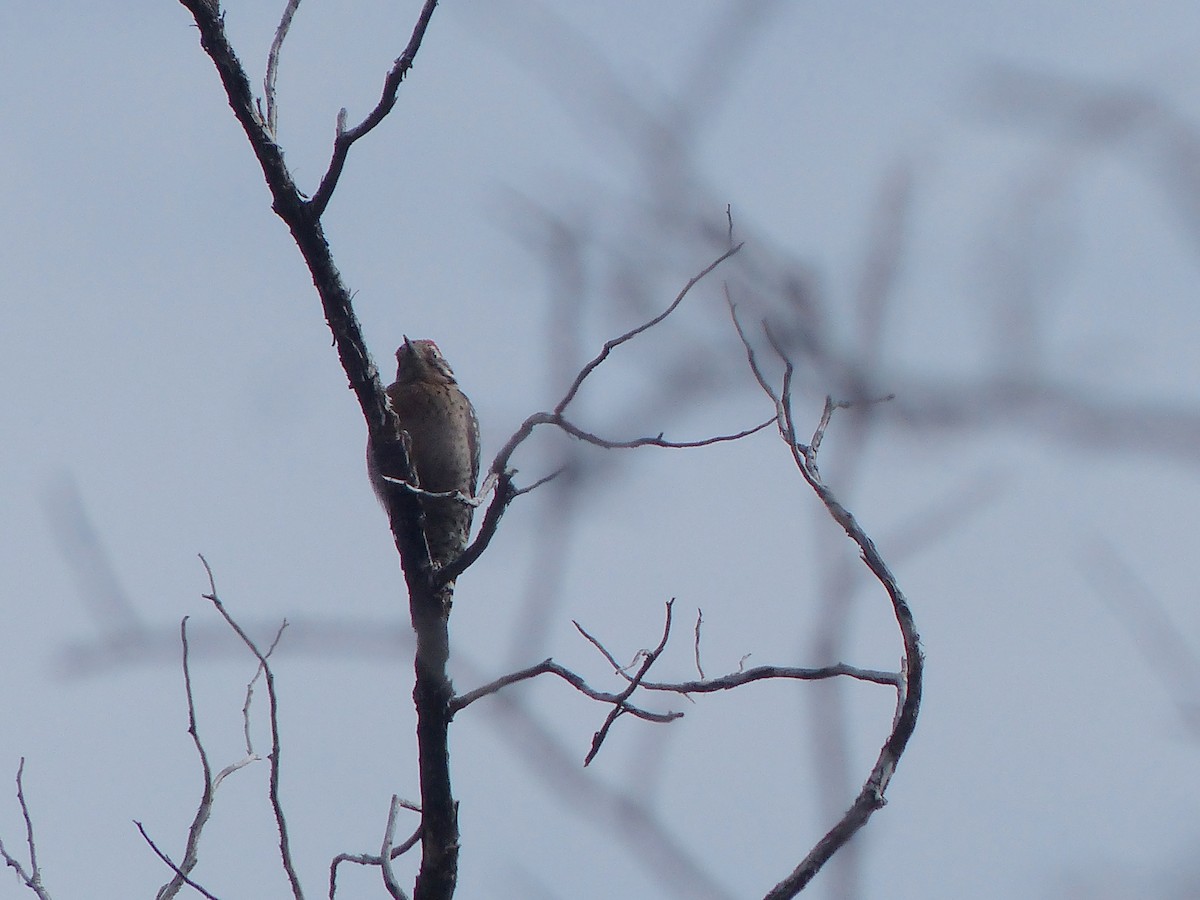 Ladder-backed Woodpecker - ML542976091