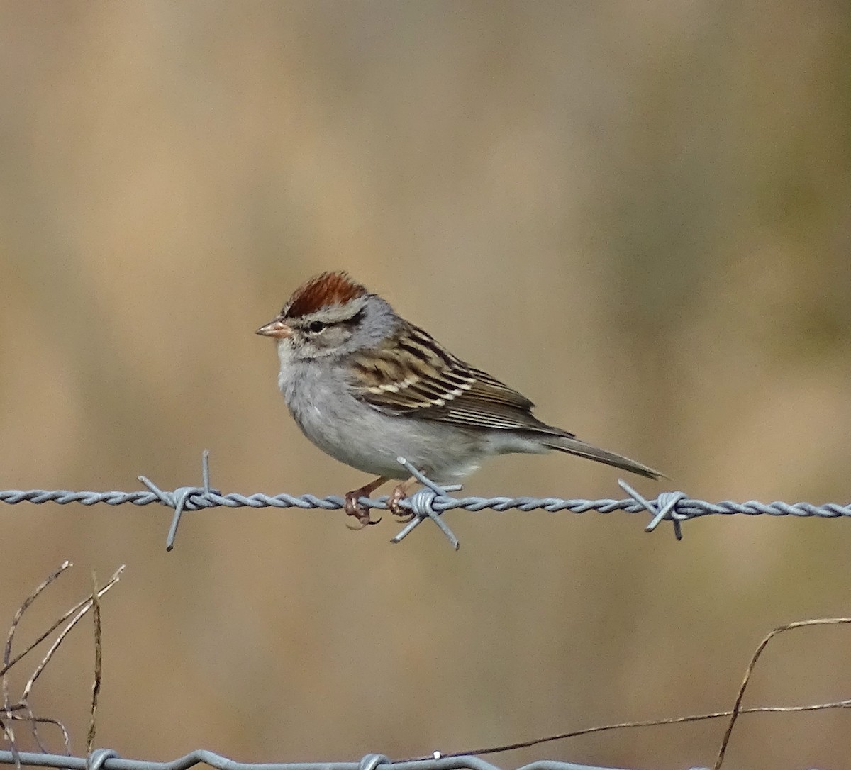 Chipping Sparrow - ML542976281
