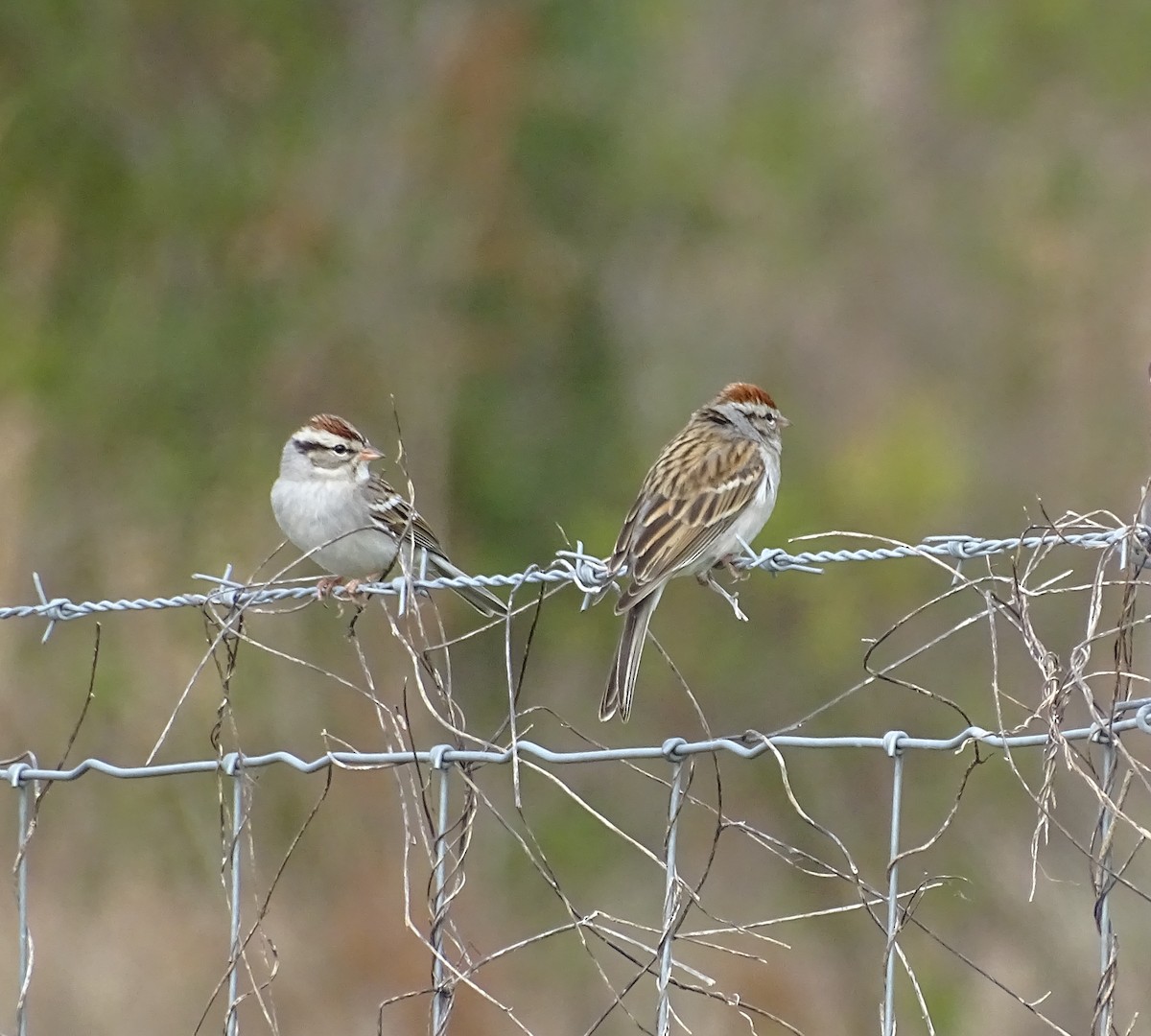 Chipping Sparrow - ML542976351