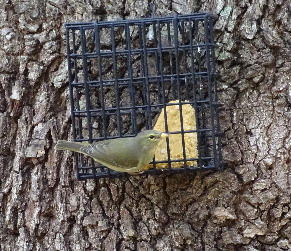 Orange-crowned Warbler - ML542976811