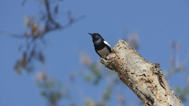 Oriental Magpie-Robin - ML542976881