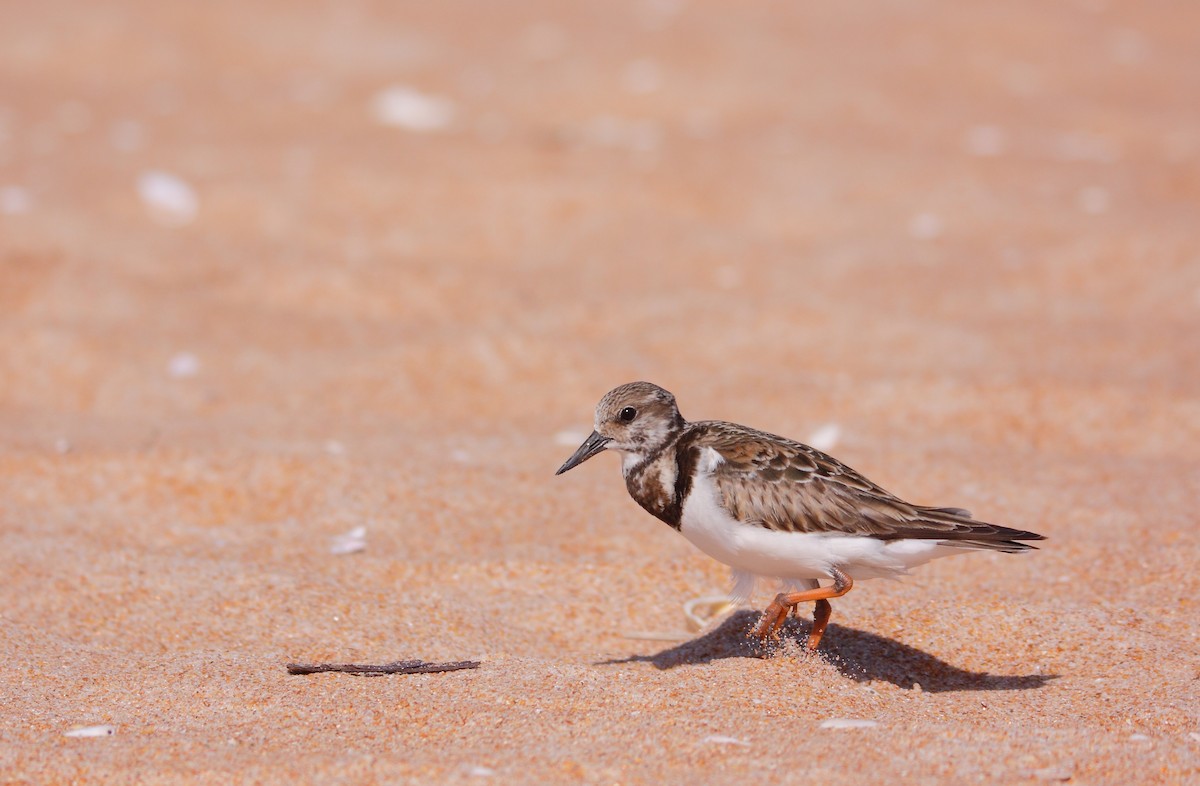 Ruddy Turnstone - ML542976971