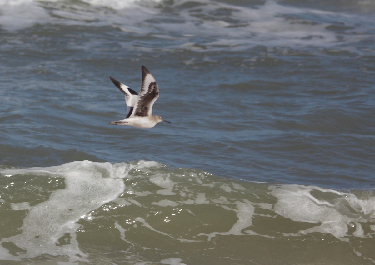 Willet - ML542976991