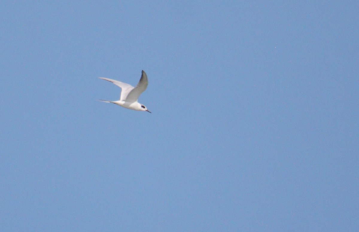 Forster's Tern - ML542977021