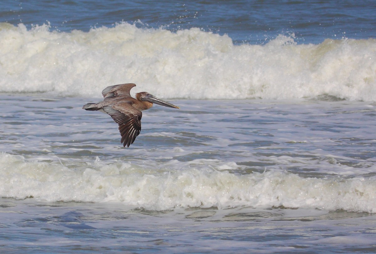 Brown Pelican - ML542977091