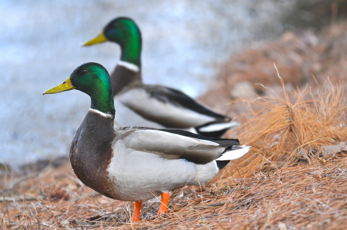 Canard colvert - ML542977251