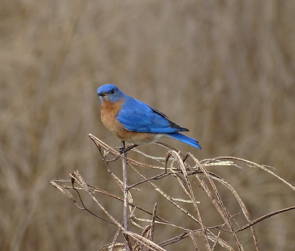 Eastern Bluebird - ML542977361