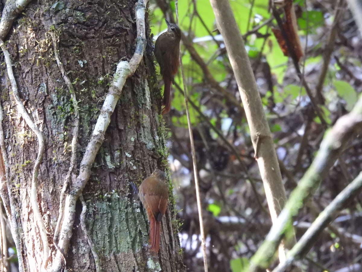 Wedge-billed Woodcreeper - ML542978811