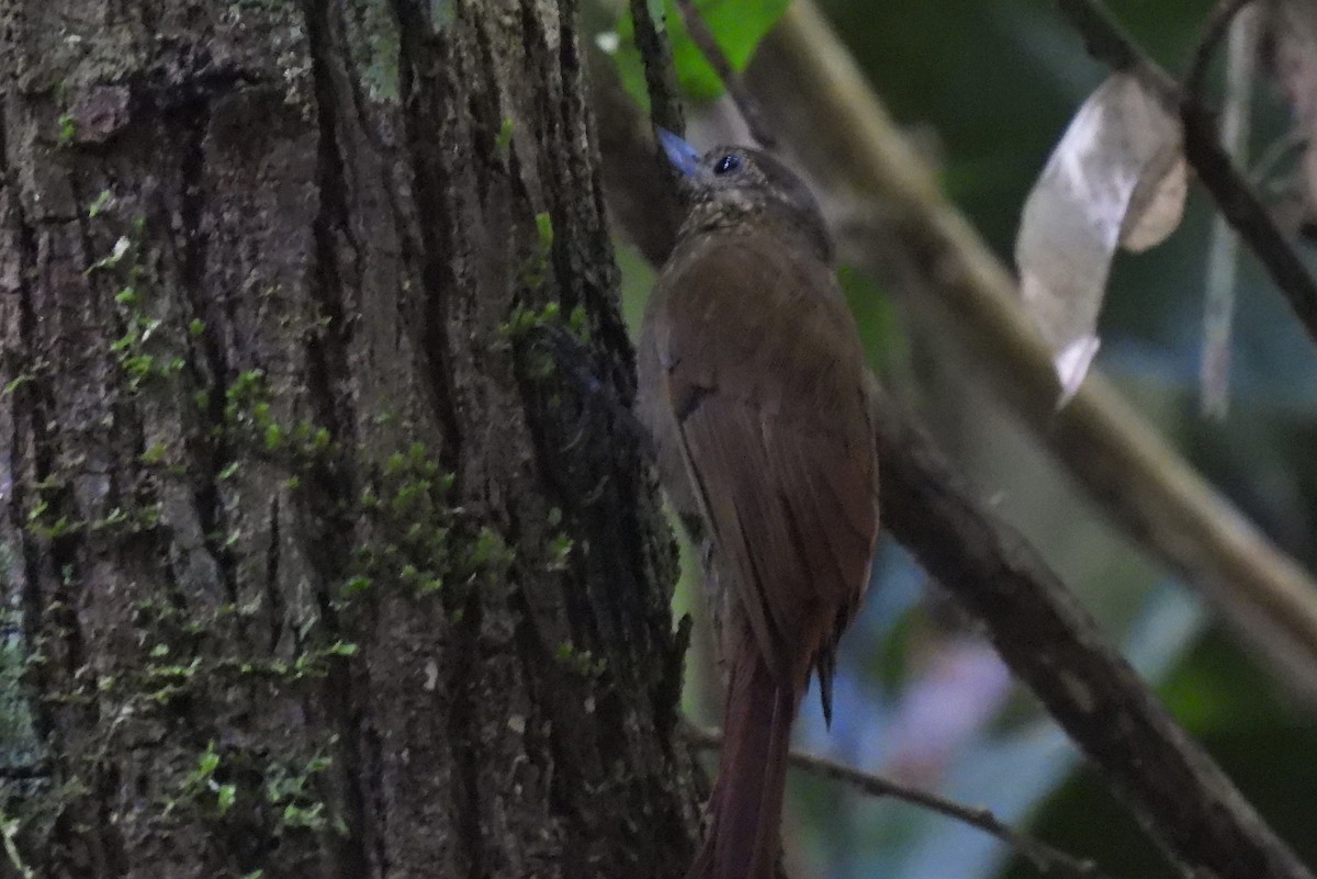 Wedge-billed Woodcreeper - ML542978911