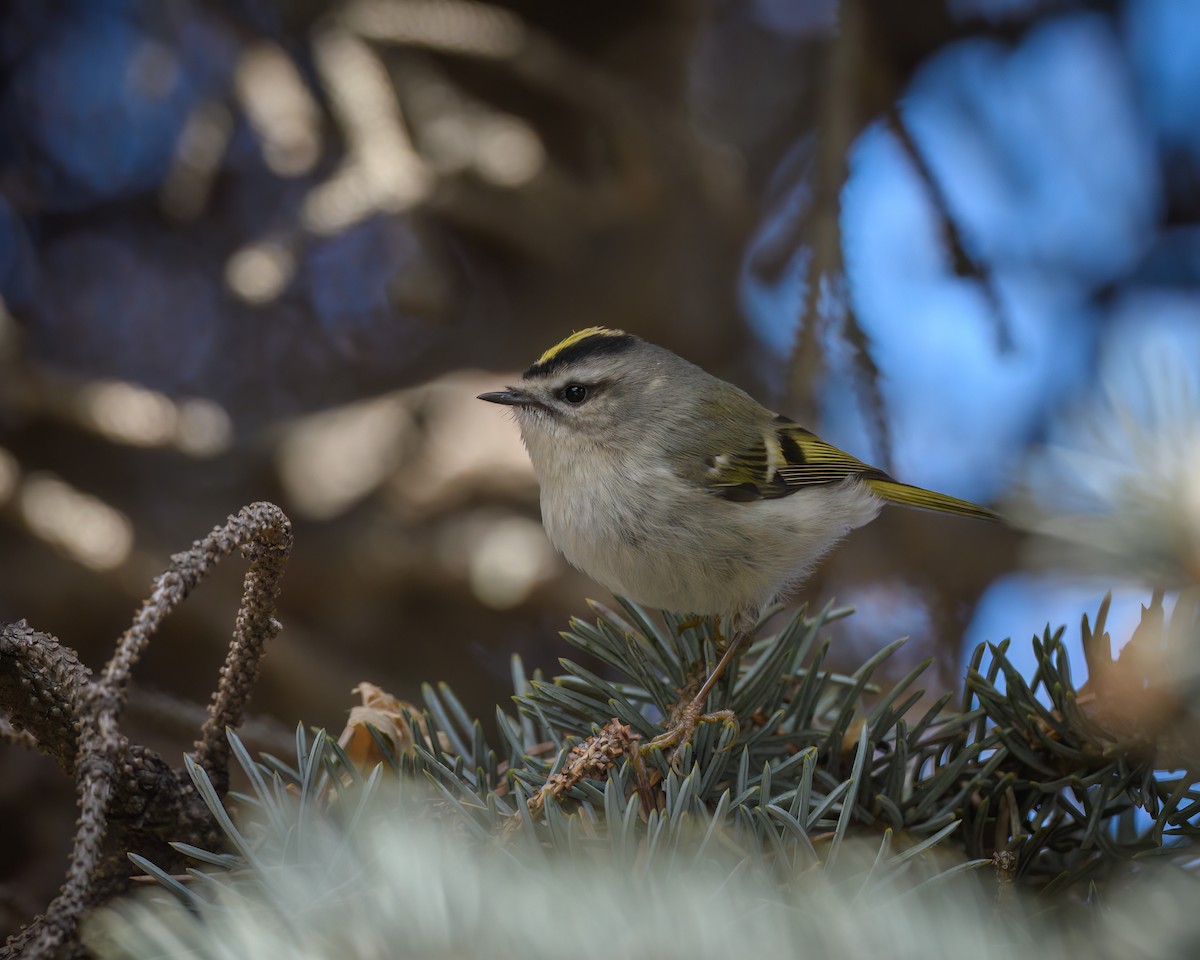 Golden-crowned Kinglet - ML542979741