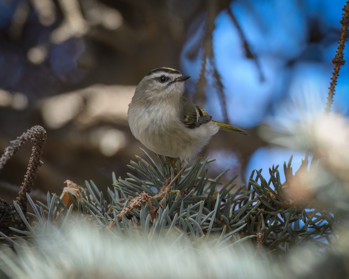 Roitelet à couronne dorée - ML542979751