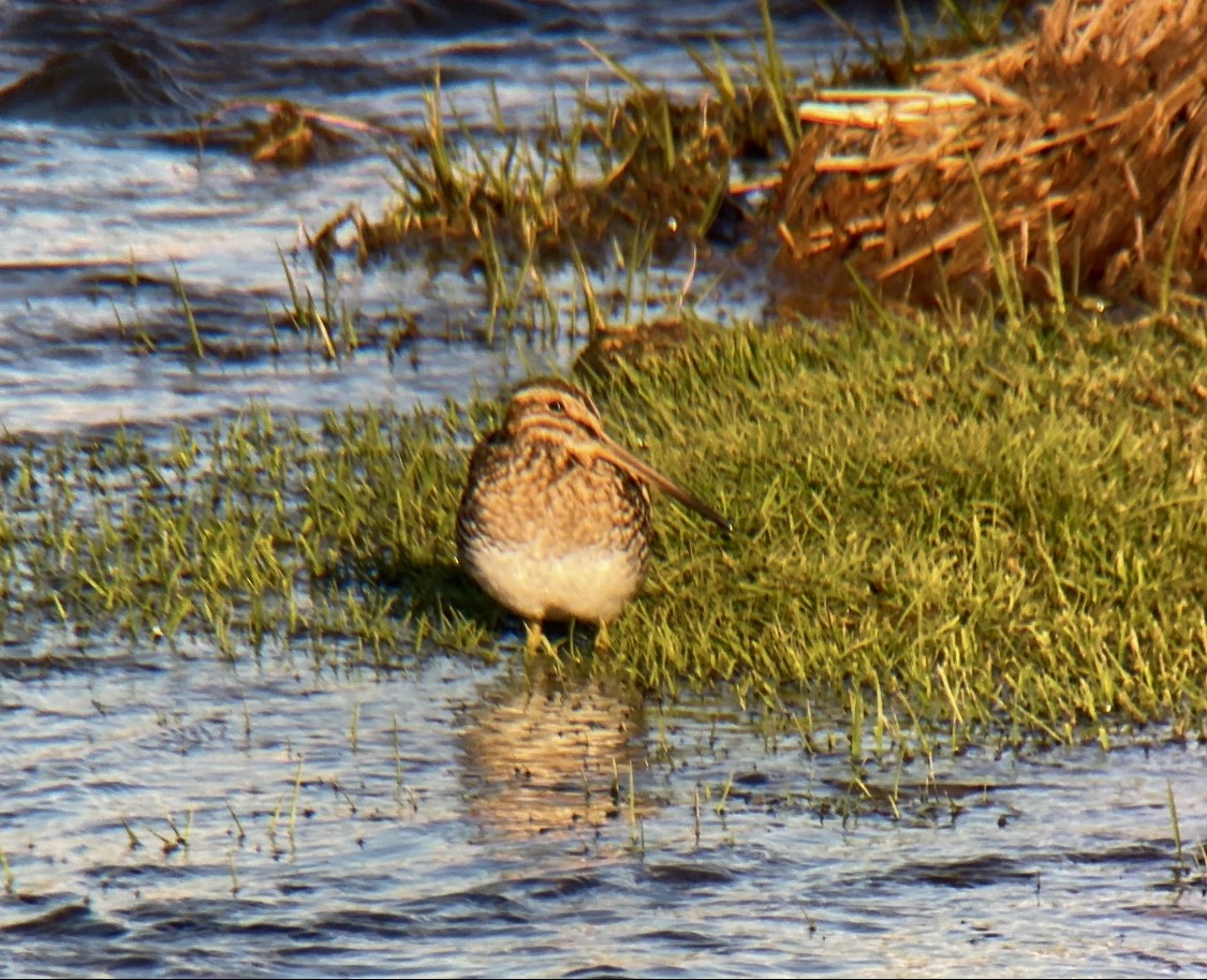 Wilson's Snipe - Jeff Kenney