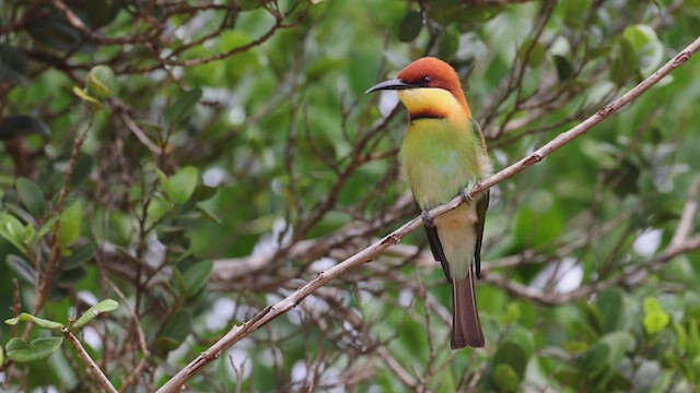 Chestnut-headed Bee-eater - ML542982141