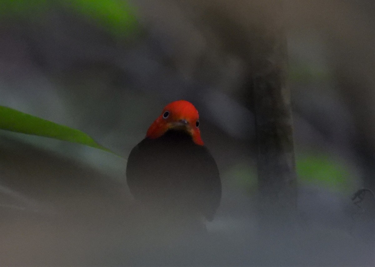 Red-capped Manakin - ML542982431