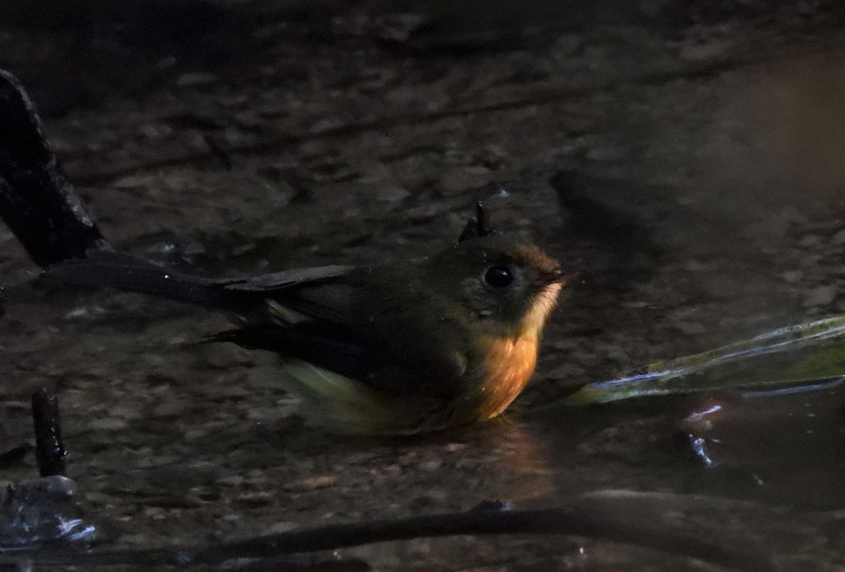 Sulphur-rumped Flycatcher - ML542982621