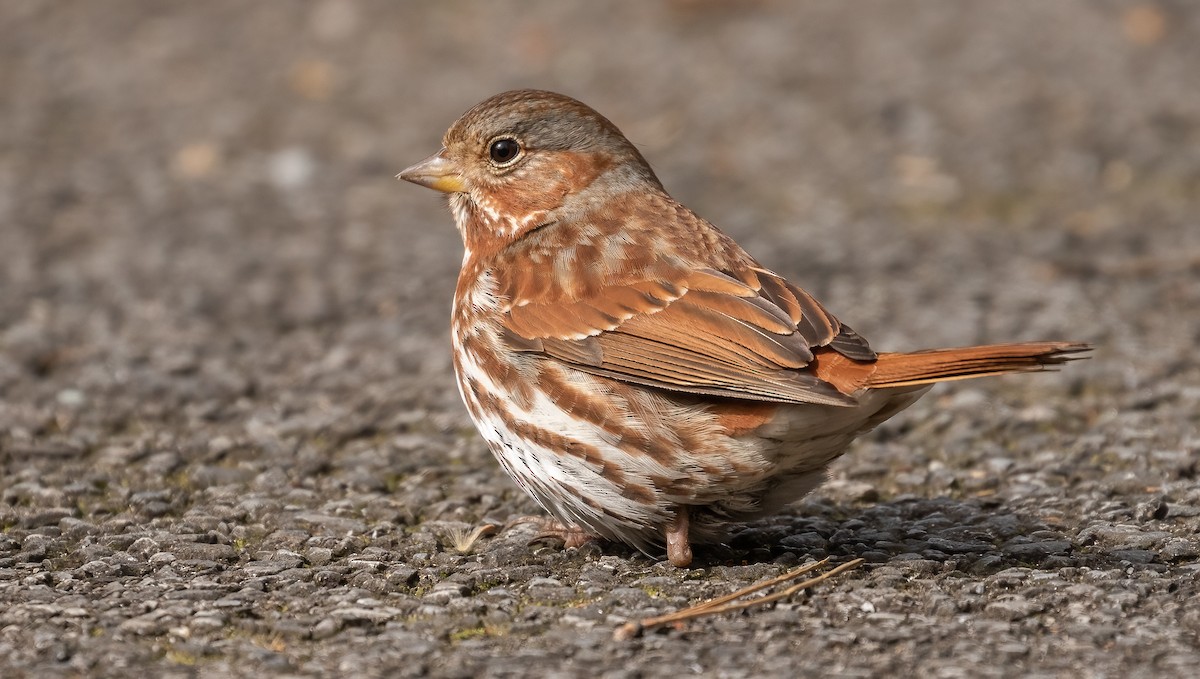 Fox Sparrow - ML542982841