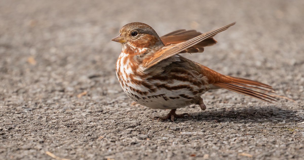 Fox Sparrow - ML542982861