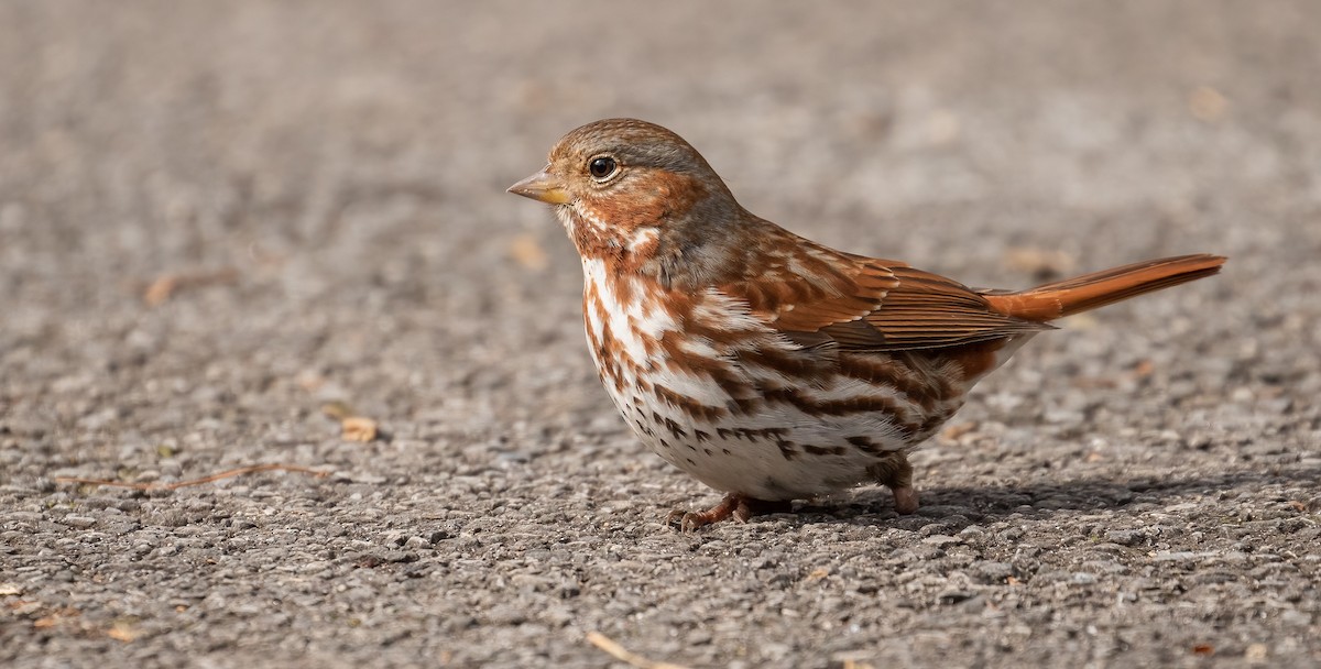 Fox Sparrow - ML542982891