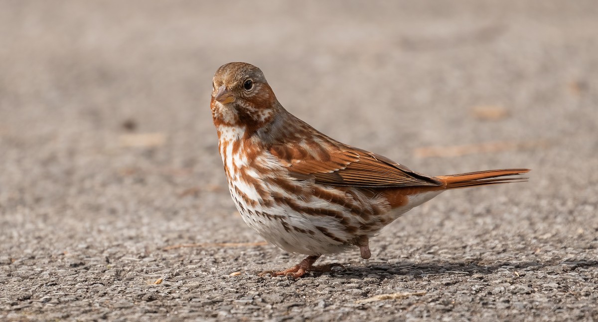Fox Sparrow - ML542982921