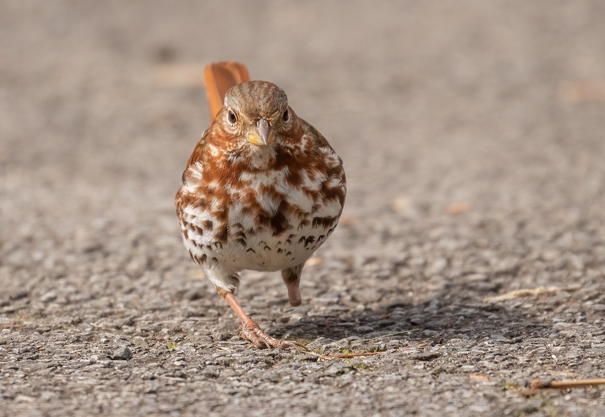 Fox Sparrow - ML542982931