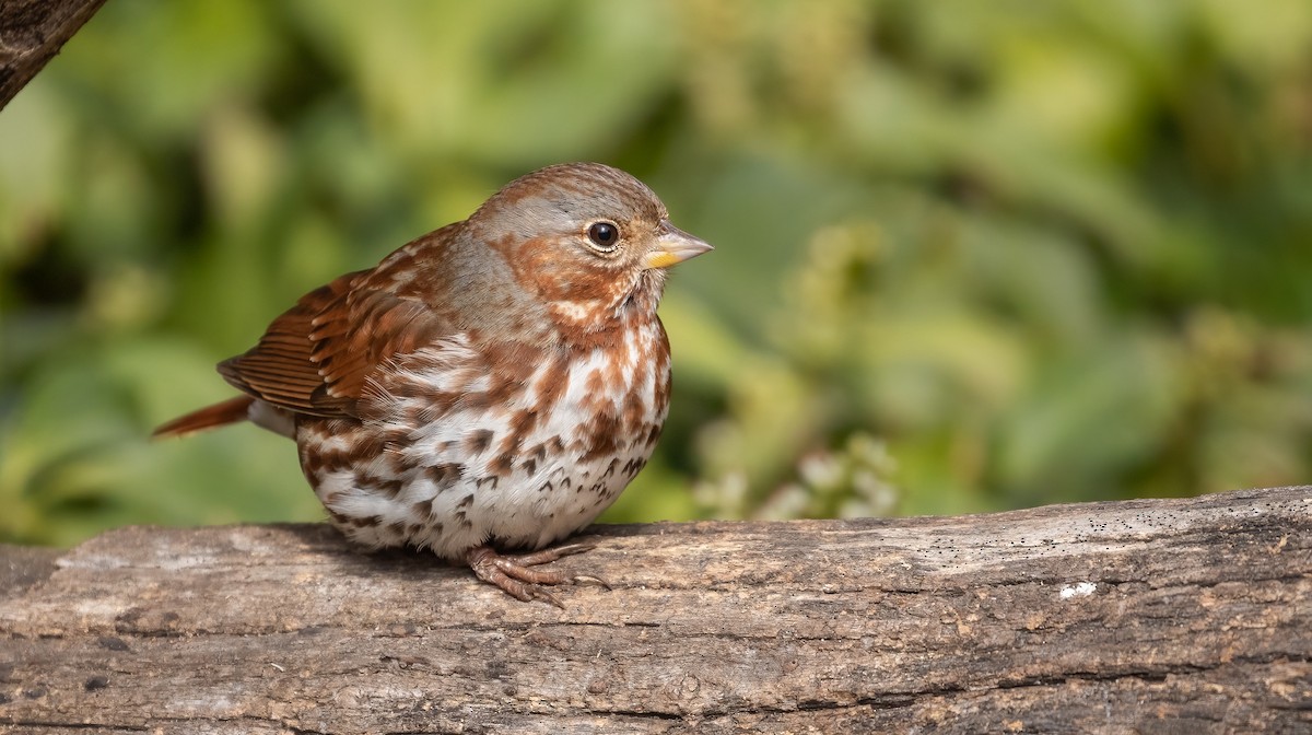 Fox Sparrow - ML542982941